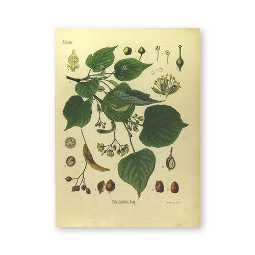 Vintage Botany Prints