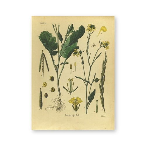 Vintage Botany Prints