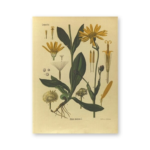 Vintage Botany Prints