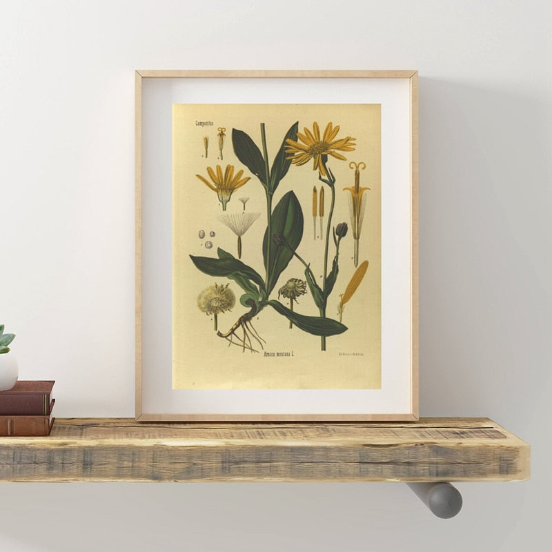 Vintage Botany Prints