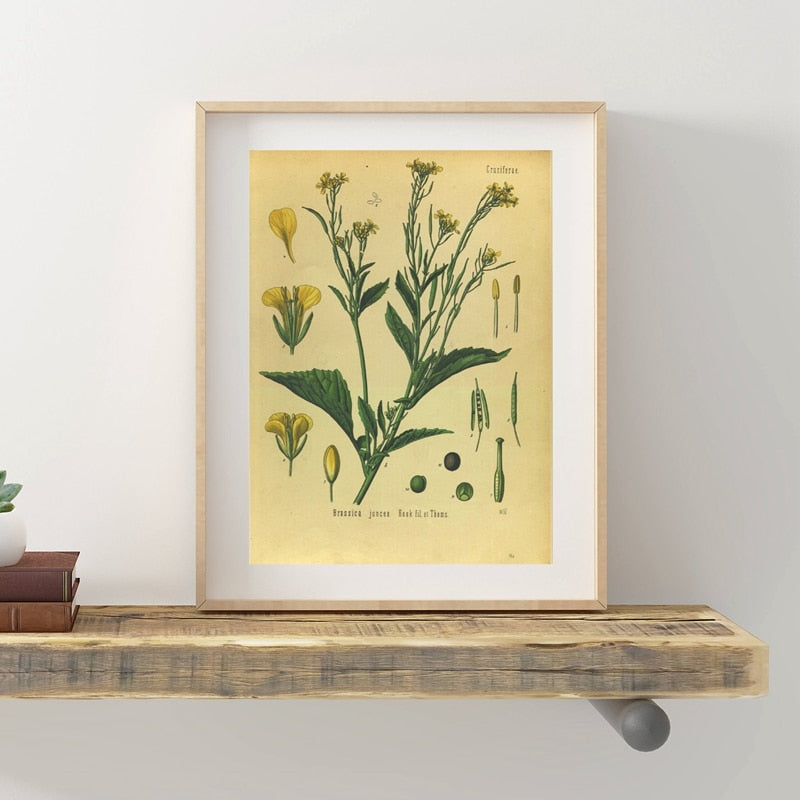 Vintage Botany Prints