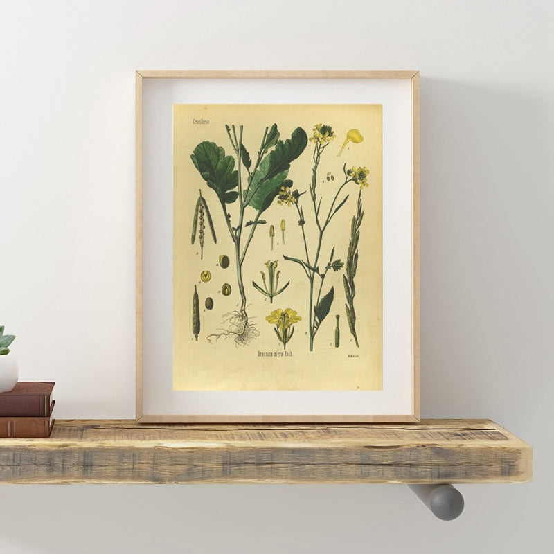 Vintage Botany Prints